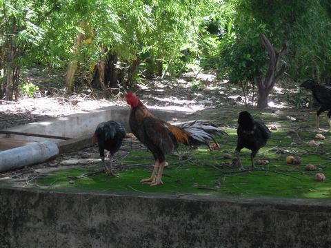 �����ق̃j���g��