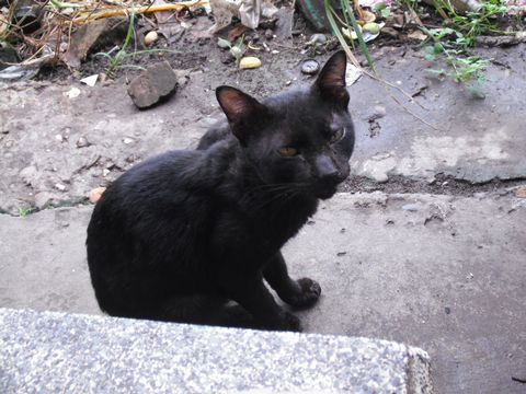 �t�[���̔L