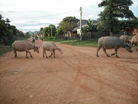 �|���T�����̊X�p