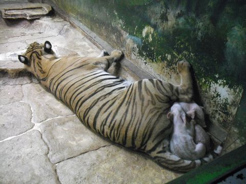 �؂��Ղ���Ă�