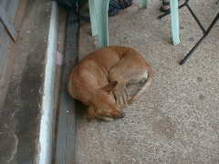 �X���^�[�j�̌�