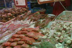 �J�u�g�K�j�i�����O�j