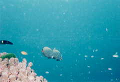 �`���E�`���E�E�I