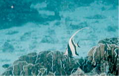 �n�^�^�e�_�C