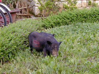 �r�N�g���A�T�p�̓�