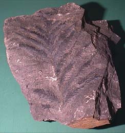 sira12.jpg (19958 �o�C�g)