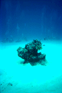 sea1