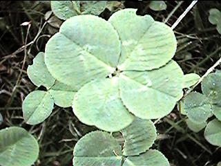 clover