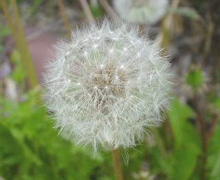 �􉽊w�I�Ȕ��������Ȃ�Ƃ������܂���