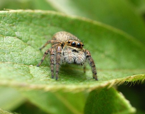 Haetorigumo Spider