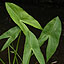 Waterside Green Leaves, Omodaka