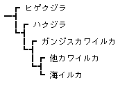 Phylogeny of Cetaceans