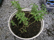 �A���ւ���̊��̗l�q