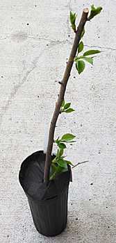 �T�N�� �\���C���V�m �w���c�̗l�q