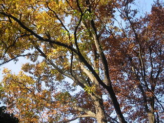 柞紅葉 神奈川県鎌倉市