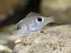 イッテンフエダイ幼魚