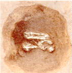 �����o�y���