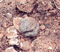 �L�w���̕��ΐՂ̒Y�������I