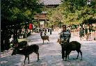 Hiroshima deer