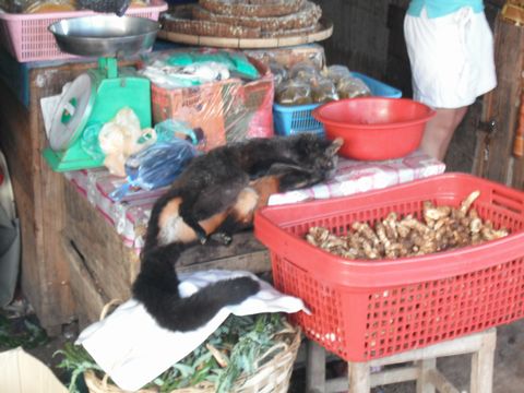 �H�p�I�|�b�T���H