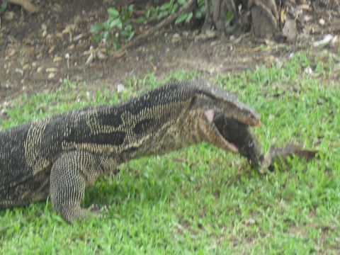 �g�J�Q�A�i�}�Y��H�炤