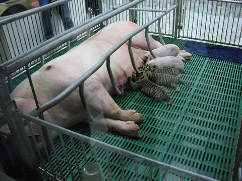 �Ղ��؂���Ă�