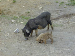 �q���Ǝq��