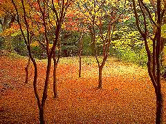 紅葉2