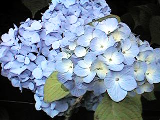 ajisai
