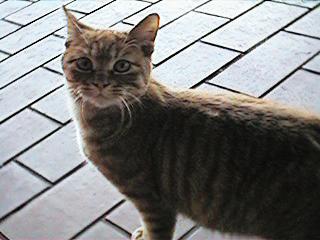 cat