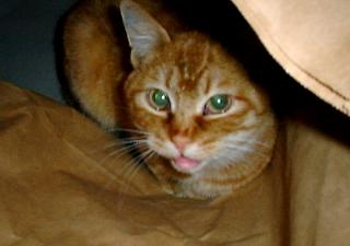 inbag