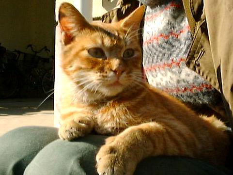 kneecat