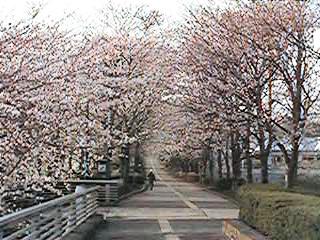 sakura