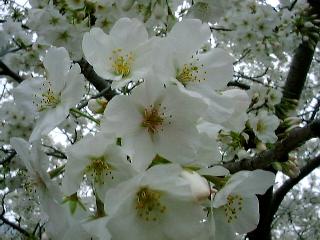 sakura98
