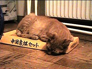 sleepcat