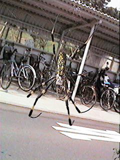 spider