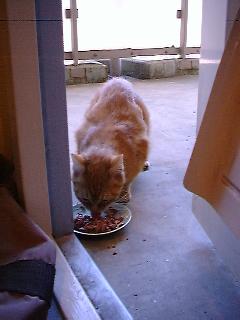 catstart