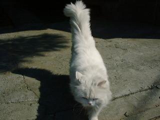 whitecat