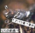 [�e���̕�]