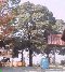 [�c�u���W�C�̖�-�T���l�C��]