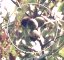 [�I�j�O���~�̎���-�T���l�C��]