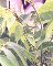 [�Ⴂ�I�j�O���~�̎�(2)-�T���l�C��]