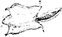 �������K�̊G