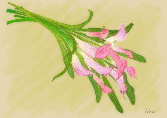�J���[