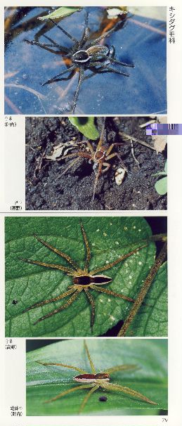 : tokyoss2/pict-dolomedes1.jpg