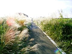 �V��T�C�N�����O�R�[�X