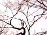 �k�̏t�E���̖쒹�E�A�J�Q���C����E���ђ��E����������