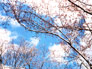 �萁���̋G�߁E���ƃn���m�L�C����E��쒬���