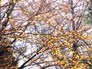 �k�̏t�E�萁���̋G�߁C����E��쒬���