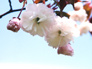 �k�̏t�E�G�]���}�U�N�����d�C���ђ��E���Êx���